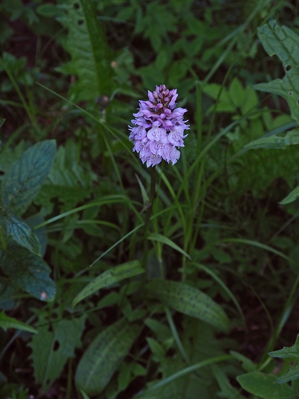 vstavačovec škvrnitý pravý Dactylorhiza maculata subsp. maculata (L.) Soó