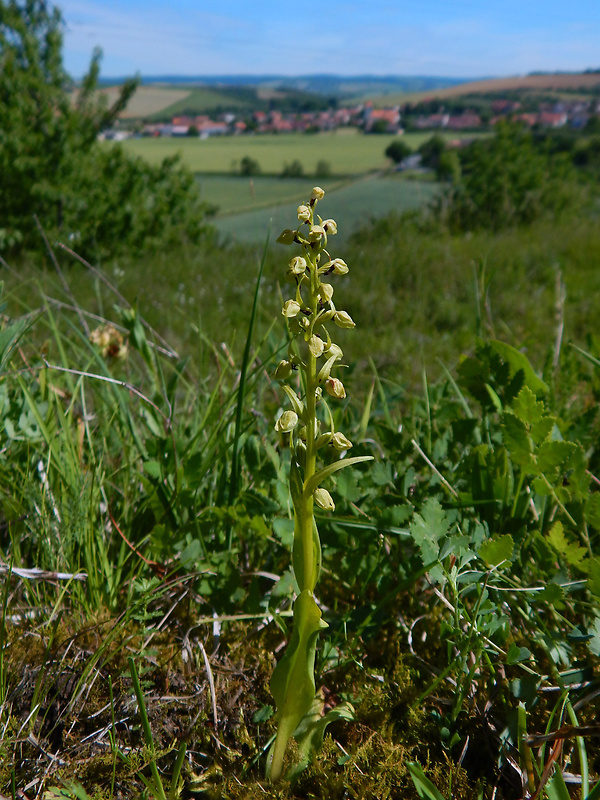 vstavačovec zelený Dactylorhiza viridis (L.) A.M. Bateman, A.M. Pridgeon &amp; M. Chase