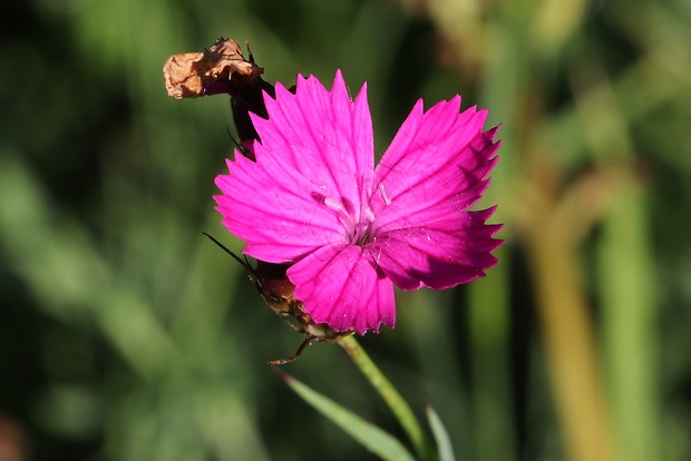 klinček pontederov Dianthus pontederae A. Kern.