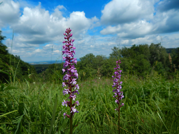 päťprstnica obyčajná Gymnadenia conopsea (L.) R. Br.