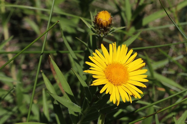 oman mečolistý Inula ensifolia L.