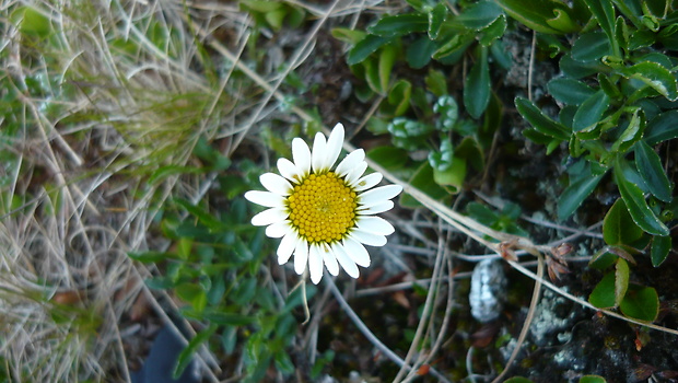 pakrálik alpínsky Leucanthemopsis alpina (L.) Heywood