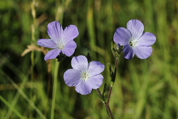 ľan chlpatý Linum hirsutum L.