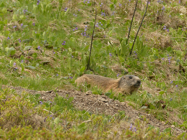 svišť horský tatranský Marmota marmota latirostris