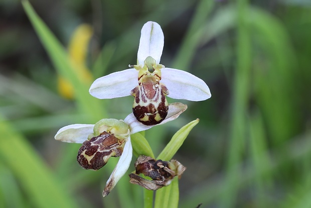 hmyzovník včelovitý Ophrys apifera Huds.