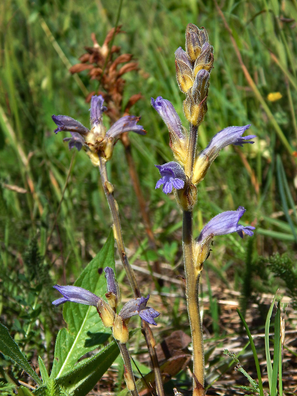 zárazovec purpurový Phelipanche purpurea (Jacq.) Soják