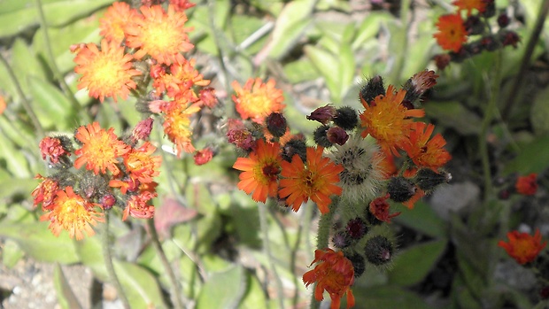 chlpánik oranžový Pilosella aurantiaca (L.) F. W. Schultz et Sch. Bip.