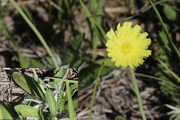 chlpánik obyčajný Pilosella officinarum F. W. Schultz et Sch. Bip.