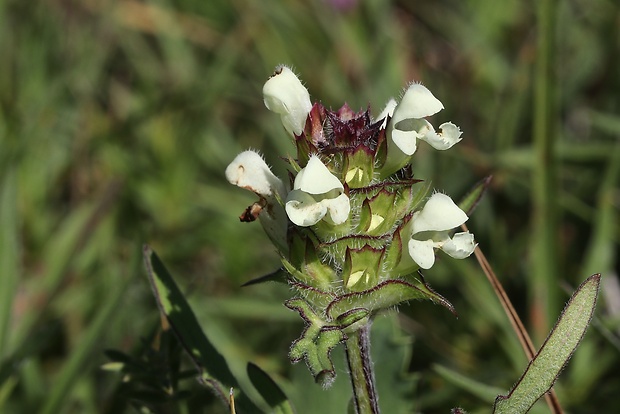 čiernohlávok zastrihovaný Prunella laciniata (L.) L.