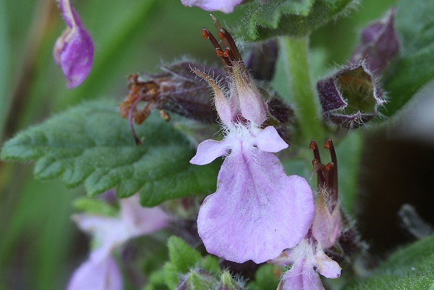 hrdobarka cesnaková Teucrium scordium L.