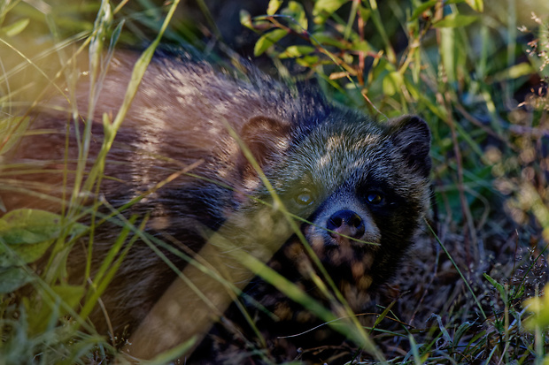 psík medvedíkovitý   Nyctereutes procyonoides