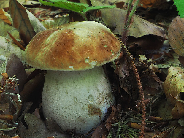 hríb dubový Boletus reticulatus Schaeff.