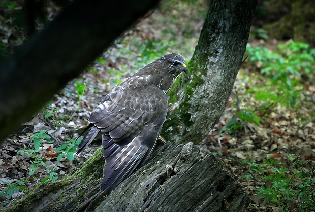 myšiak hôrny (sk) / káně lesní (cz) Buteo buteo (Linnaeus, 1758)