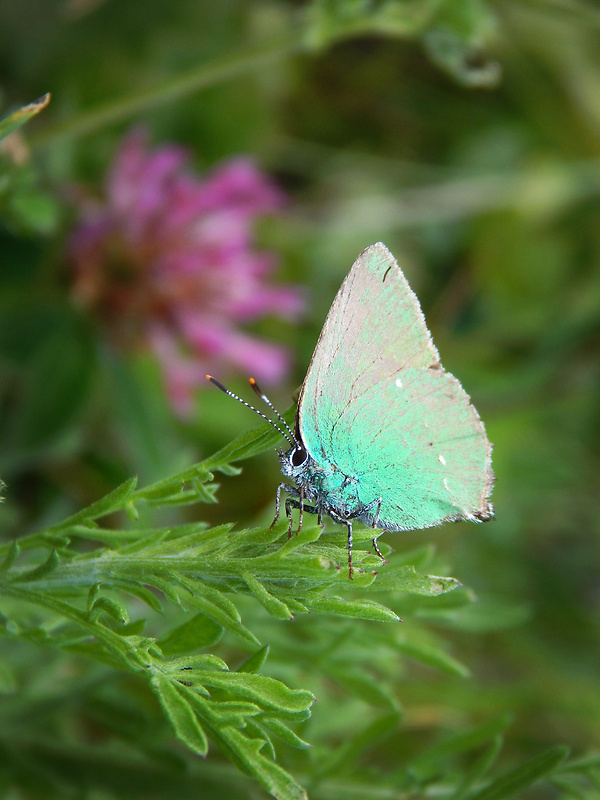 ostrôžkár černicový Callophrys rubi