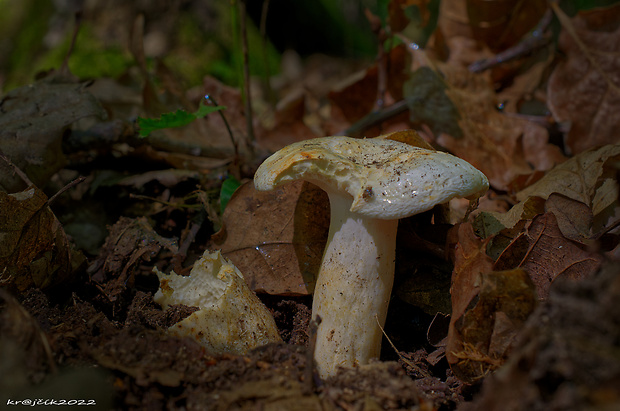 kuriatko jedlé Cantharellus cibarius Fr.