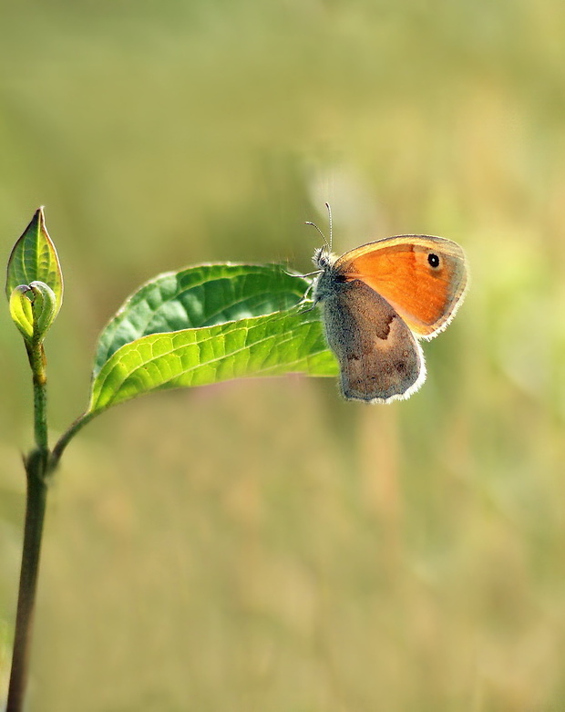 očkáň pohankový Coenonympha pamphilus