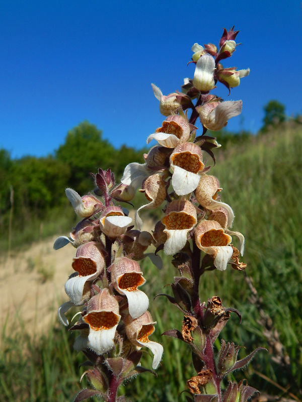 náprstník vlnatý Digitalis lanata Ehrh.