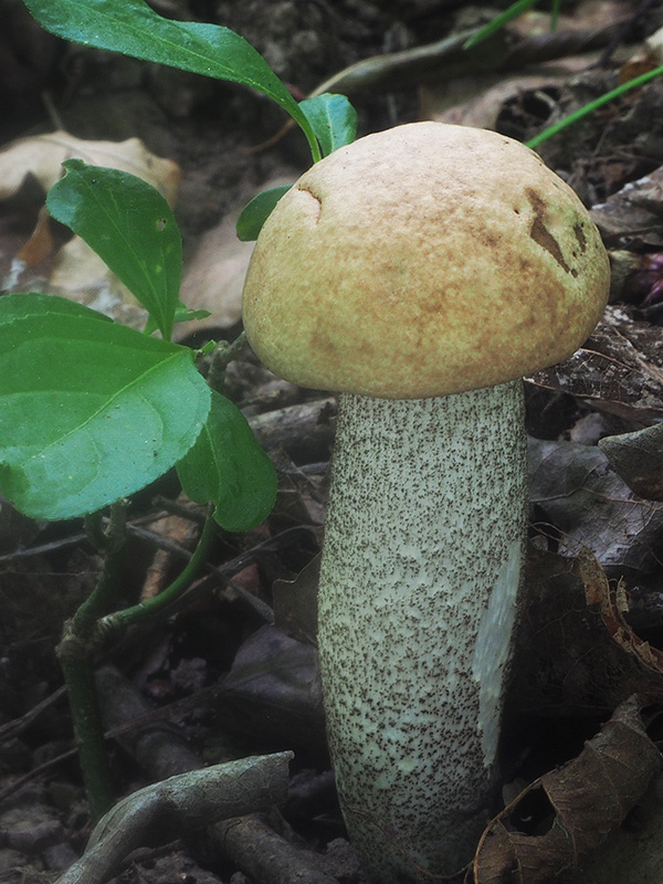 kozák topoľový Leccinum duriusculum (Schulzer ex Kalchbr.) Singer