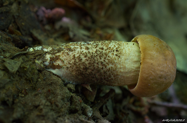 kozák hrabový Leccinum pseudoscabrum (Kallenb.) Šutara