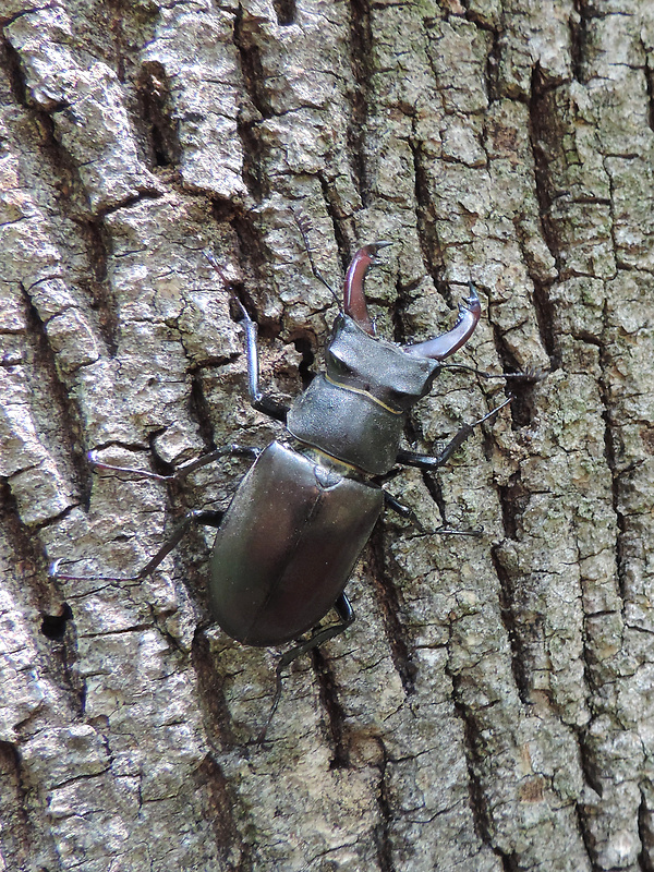 roháč veľký (obyčajný) / roháč obecný ♂ Lucanus cervus Linnaeus, 1758