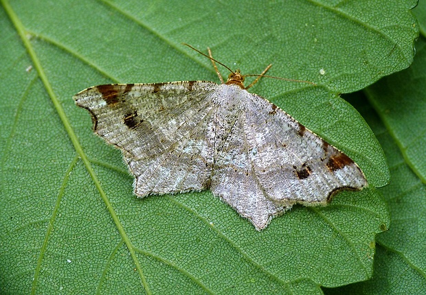 listnatka kosákovitá Macaria alternata