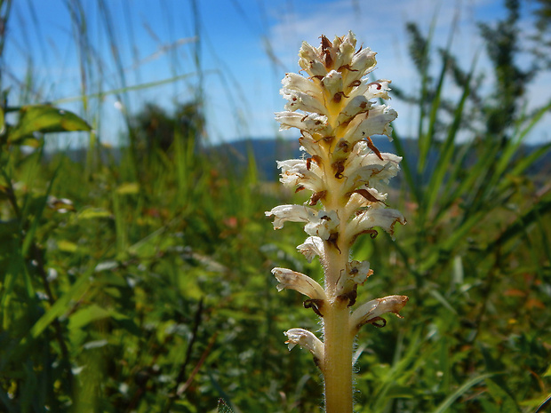 záraza horčíková Orobanche picridis F. W. Schultz