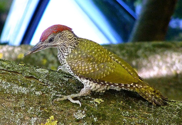 žlna zelená Picus viridis