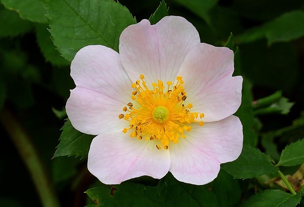 ruža šípová Rosa canina L.
