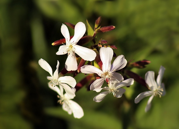 mydlica lekárska Saponaria officinalis L.