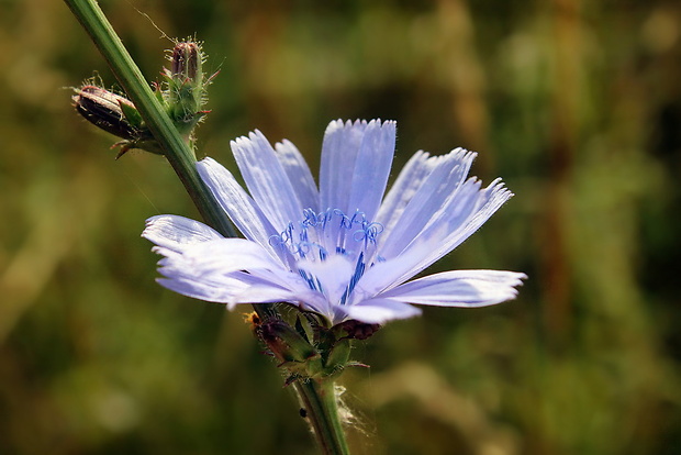 čakanka obyčajná Cichorium intybus L.