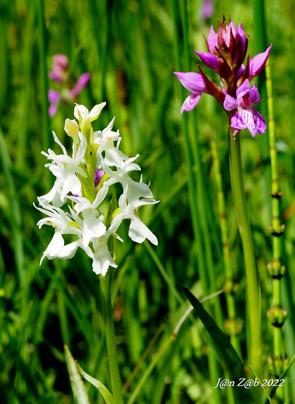 vstavačovec fuchsov pravý Dactylorhiza fuchsii subsp. fuchsii (Druce) Soó