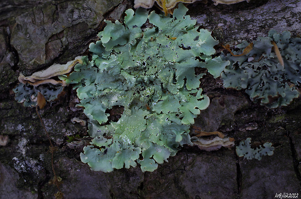 diskovka kučeravá Flavoparmelia caperata (L.) Hale