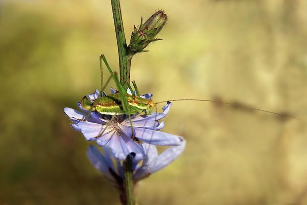 kobylka bielopása Leptophyes albovittata