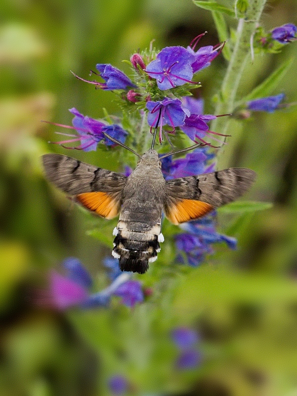 lišaj marinkový Macroglossum stellatarum (Linnaeus, 1758)