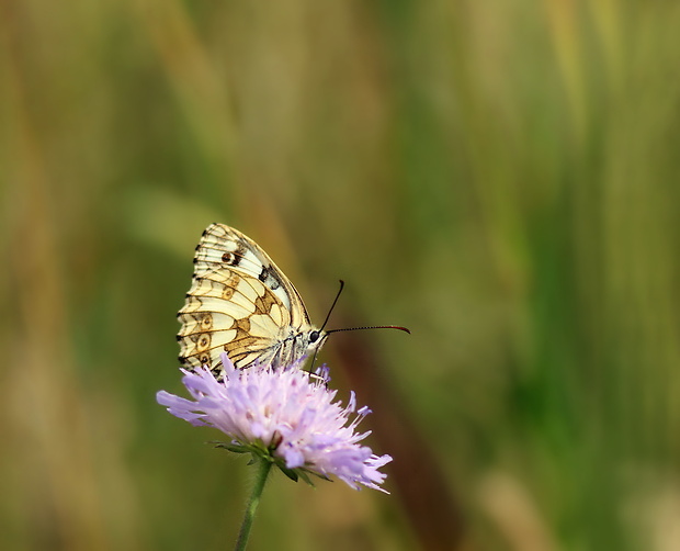 očkáň timotejkový/samička/ Melanargia galathea