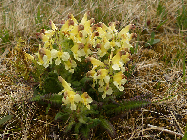 všivec oederov Pedicularis oederi Vahl