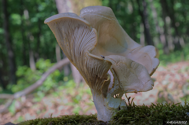 hliva lievikovitá Pleurotus cornucopiae (Paulet) Rolland