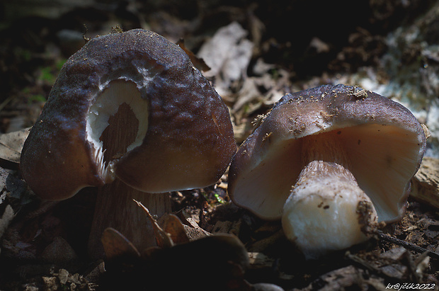 štítovka jelenia Pluteus cervinus (Schaeff.) P. Kumm.