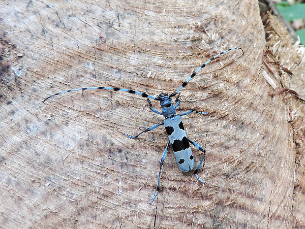 fuzáč alpský / tesařík alpský ♂ Rosalia alpina Linnaeus, 1758