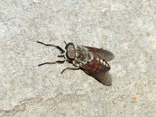 ovad hovädzí / ovád hovězí ♀ Tabanus bovinus  Linnaeus, 1758