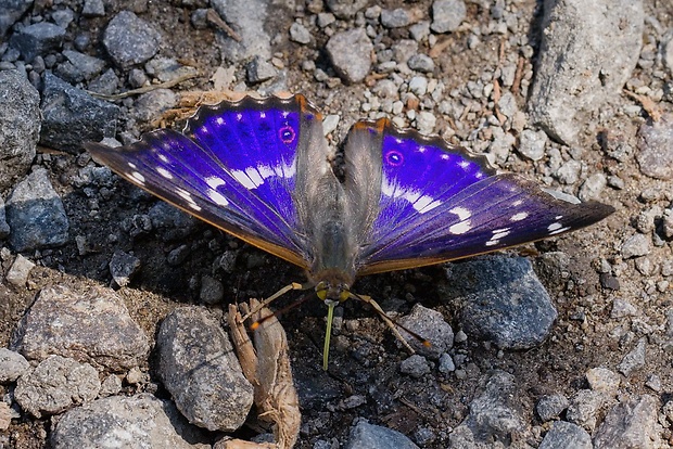 dúhovec menší Apatura ilia (Linnaeus, 1758)