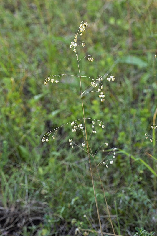 traslica prostredná Briza media L.