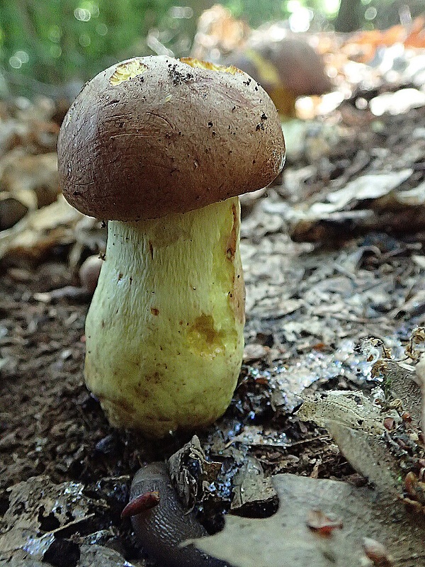 hríb príveskatý Butyriboletus appendiculatus (Schaeff. ex Fr.) Secr.