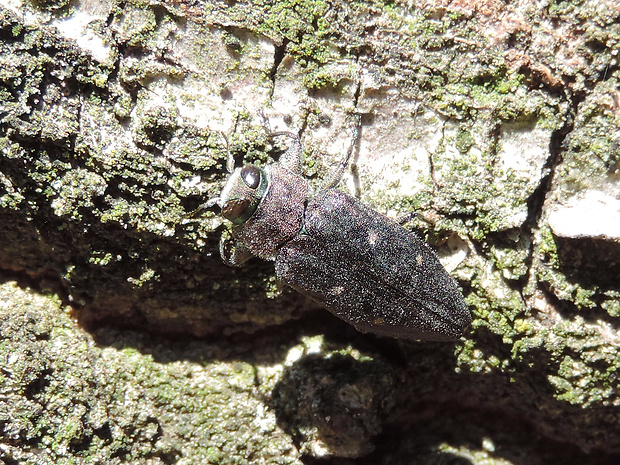 krasoň šesťbodý / krasec šestitečný Chrysobothris affinis Fabricius, 1794