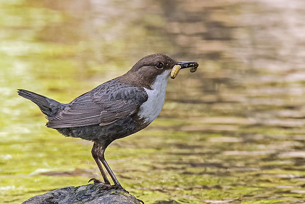 vodnár potočný Cinclus cinclus