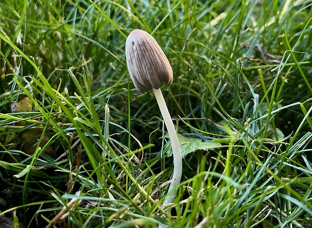 hnojník Coprinellus sp.