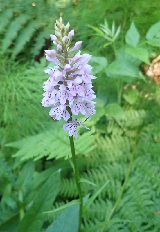 vstavačovec fuchsov pravý Dactylorhiza fuchsii subsp. fuchsii (Druce) Soó