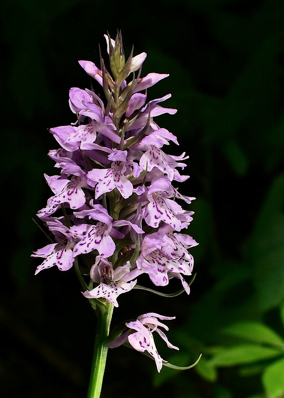 vstavačovec fuchsov pravý Dactylorhiza fuchsii subsp. fuchsii (Druce) Soó