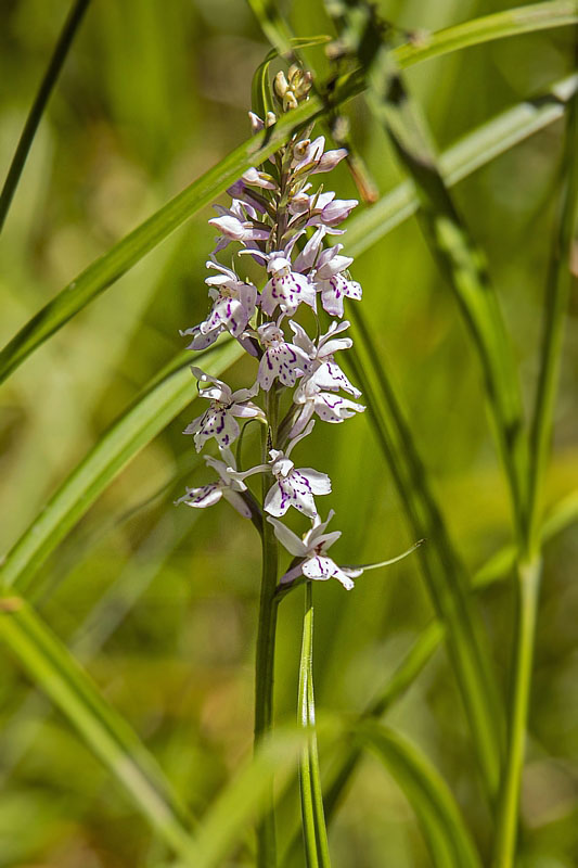 vstavačovec fuchsov soóov Dactylorhiza fuchsii subsp. sooana (Borsos) Borsos