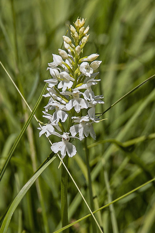 vstavačovec fuchsov soóov Dactylorhiza fuchsii subsp. sooana (Borsos) Borsos